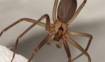 Brown Recluse Spider in Attic