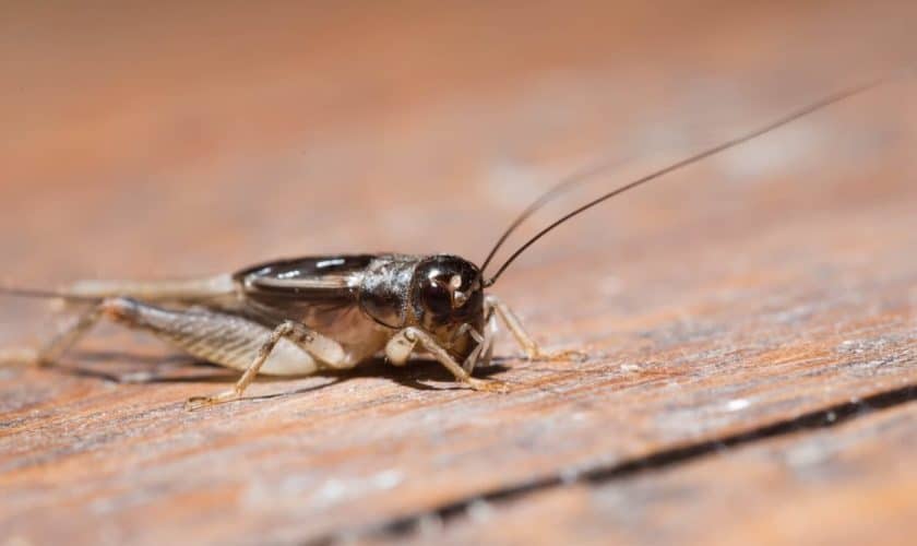 Cricket Life Cycle: How Long Do Crickets Live?