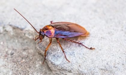 Dangerous Cockroach on Pavement