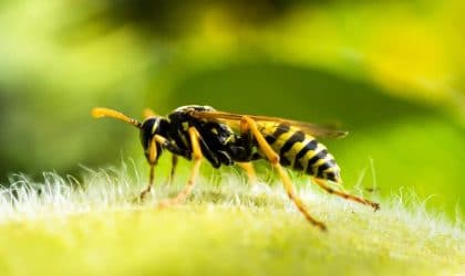 Wasp Eating