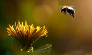 Bumblebee Flying Towards Flower