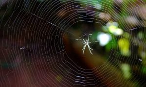 Spider Crawling on Web Towards Light