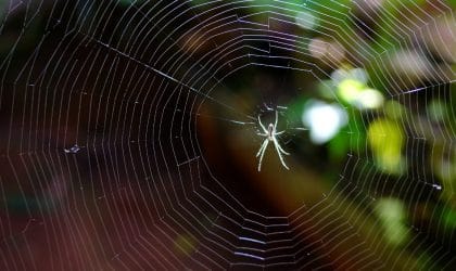 Spider Crawling on Web Towards Light