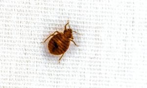 Bed Bugs on Sheets