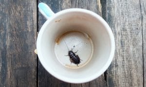 Cockroach in Coffee Cup