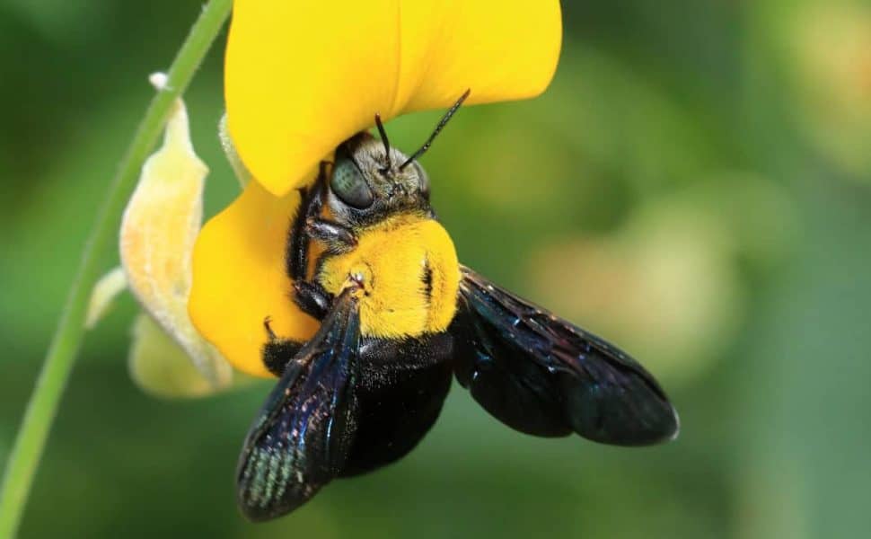 Macro shot of a carpenter bee on a yellow flower