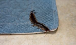 Large Centipede Inside Home