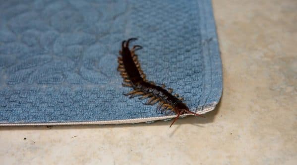 Large Centipede Inside Home
