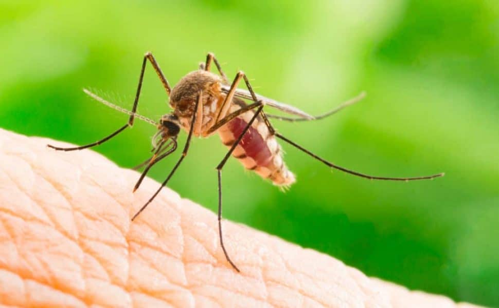 Macro close up of a mosquito sitting on skin