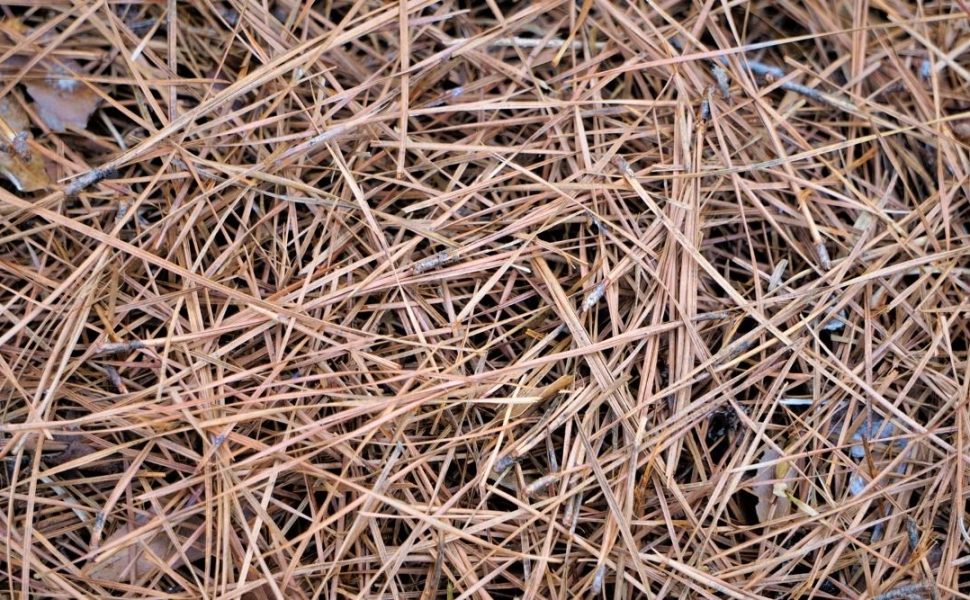 Pine Straw in Yard