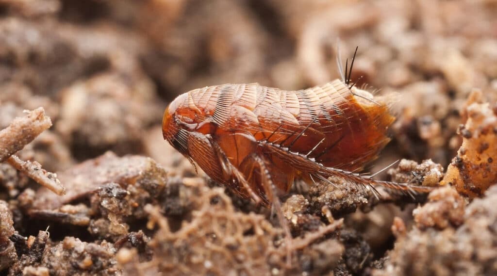 How Long Can Fleas Live Without a Host?