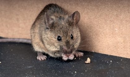 Mice in Home