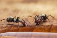 Two ants in a home drinking or eating liquid off a table