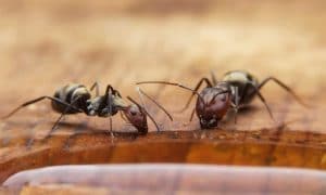 Two ants in a home drinking or eating liquid off a table