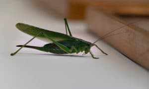 Bug That Looks Like Grasshopper