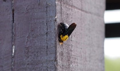 Carpenter Bee Burrowing in Wood