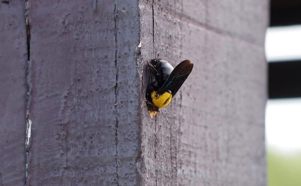 Carpenter Bee Burrowing in Wood