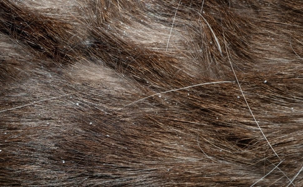 Dandruff not Flea Eggs in Pet Hair
