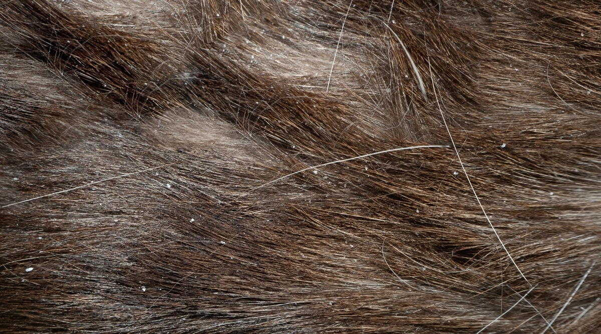 Flea Eggs vs. Dandruff How Can I Tell The Difference?
