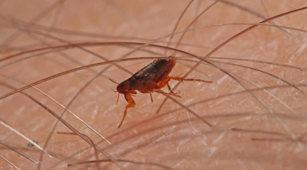 Can Humans Get Fleas? Yes! And Here's How To Repel Them!