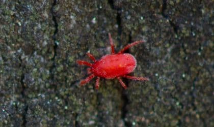Red Bug on Concrete