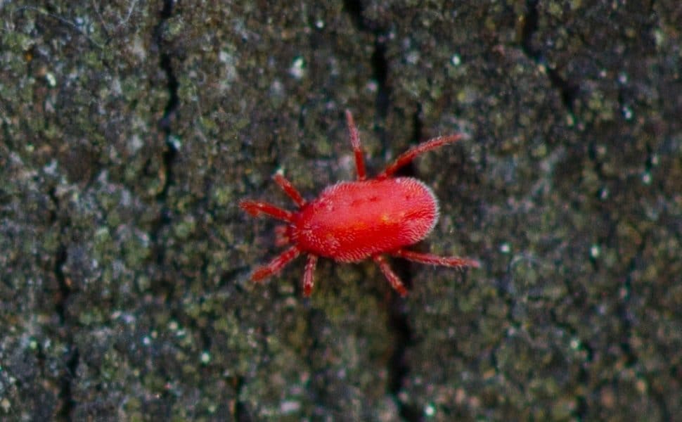 Red Bug on Concrete