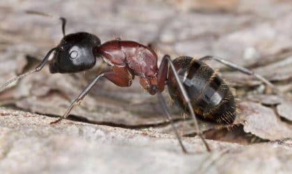 Carpenter ant, close up side view, while standing on some aged wood.