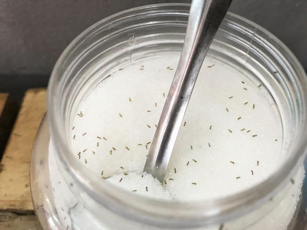 How to Get Rid of Sugar Ants - And Prevent Them Coming Back