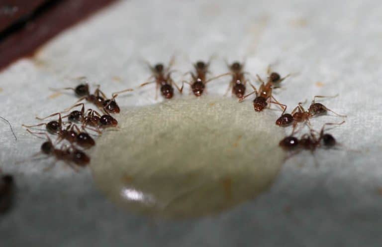How to Get Rid of Sugar Ants - And Prevent Them Coming Back