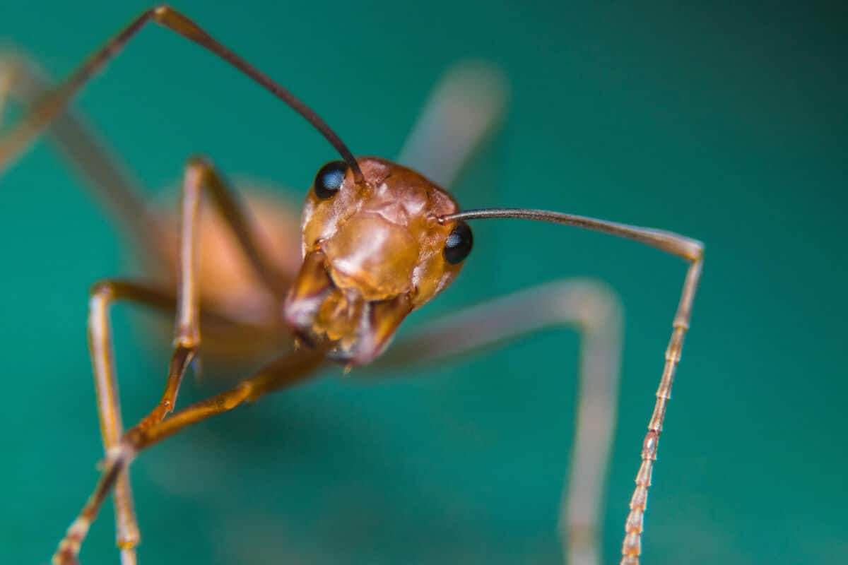 Close up of a fire ant looking right into the camera