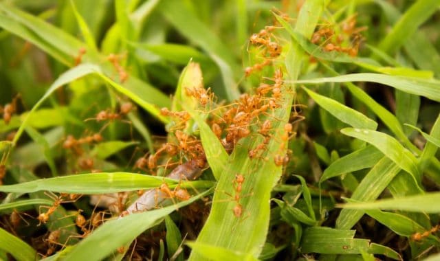 Lots of red ants on a grass lawn