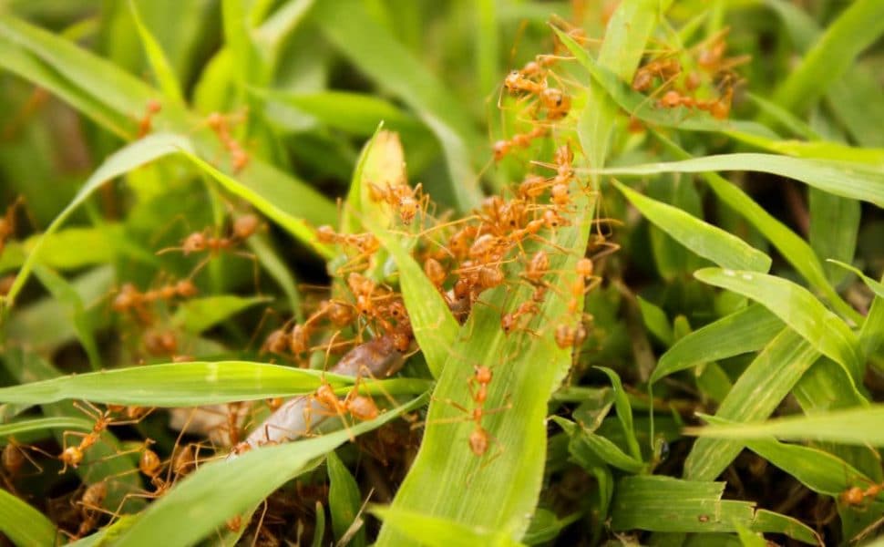 Lots of red ants on a grass lawn