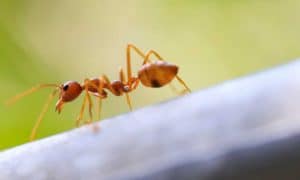 Macro shot of a fire ant in nature