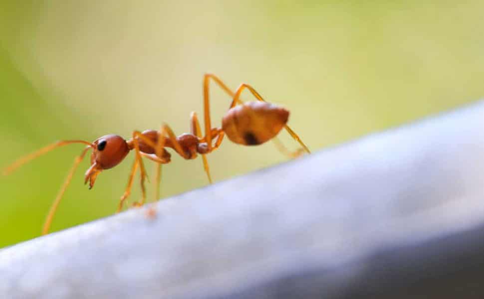 Macro shot of a fire ant in nature