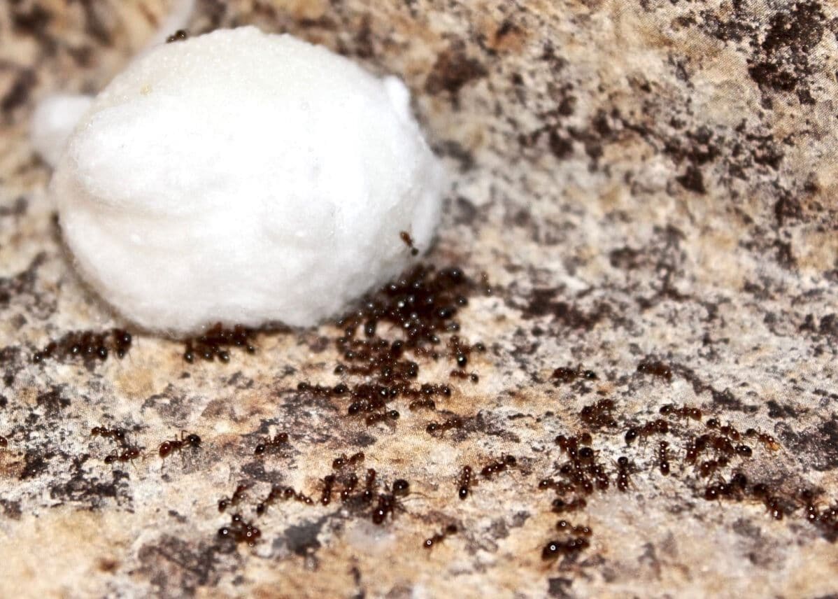 How to Get Rid of Sugar Ants - And Prevent Them Coming Back