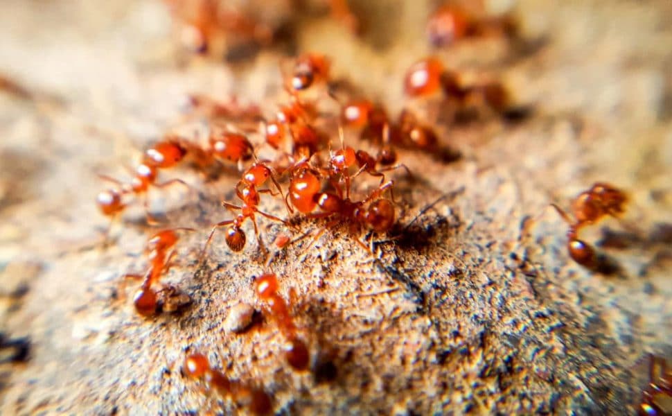 Close up of a fire ant colony and mound