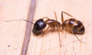 Close up of a banded sugar ant