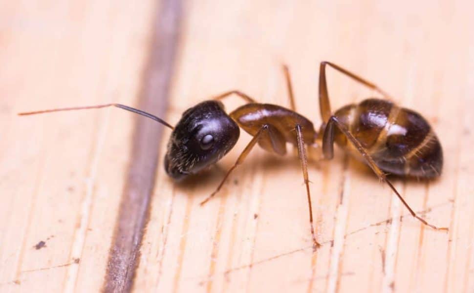 Close up of a banded sugar ant