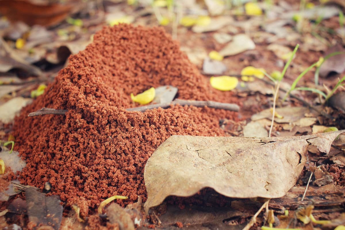How to Get Rid of Fire Ants and Prevent Their Return