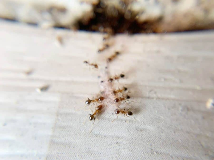 How to Get Rid of Sugar Ants - And Prevent Them Coming Back