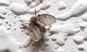 Drain Fly on Wall
