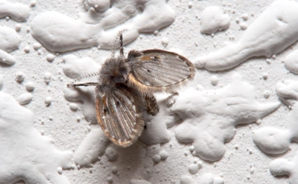 Drain Fly on Wall