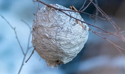 Hornets nest in tree