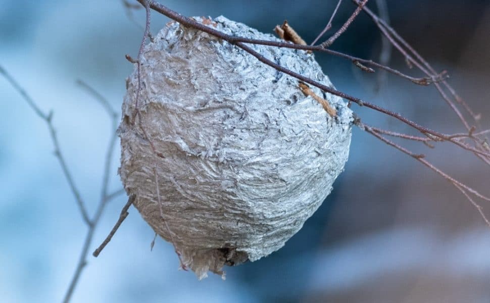 Hornets nest in tree