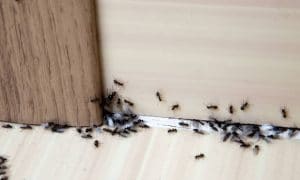 Fleas On Hardwood Floors, Boric Acid For Fleas On Hardwood Floors