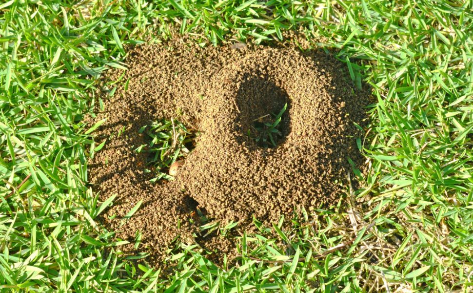Circular ant hills on a grass lawn