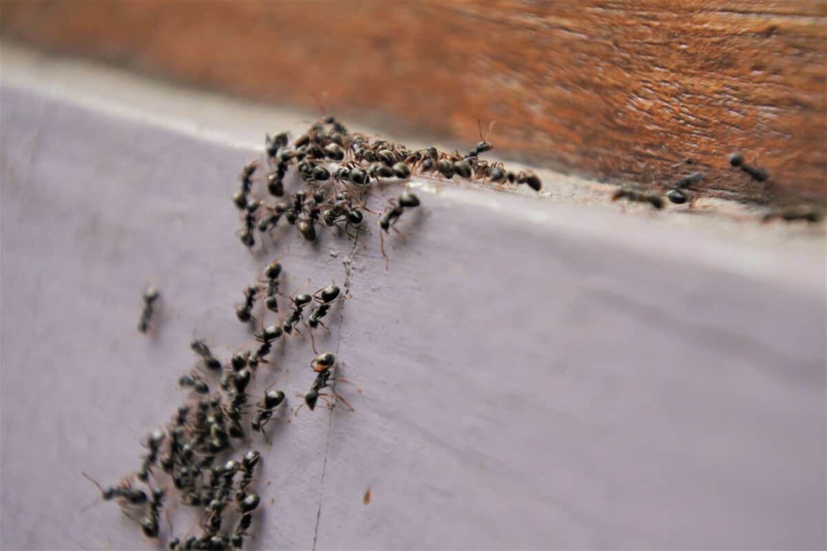Carpenter Ant Vs Black Ant Identifying And Telling Them Apart