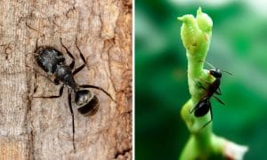 1 photo each of a macro shot of a carpenter ant and a black ant, side by side