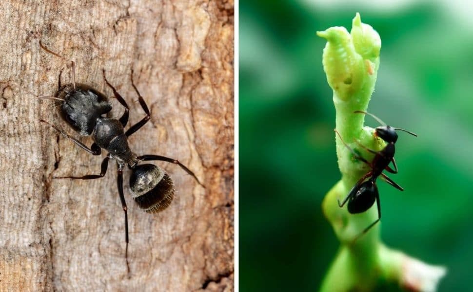 1 photo each of a macro shot of a carpenter ant and a black ant, side by side