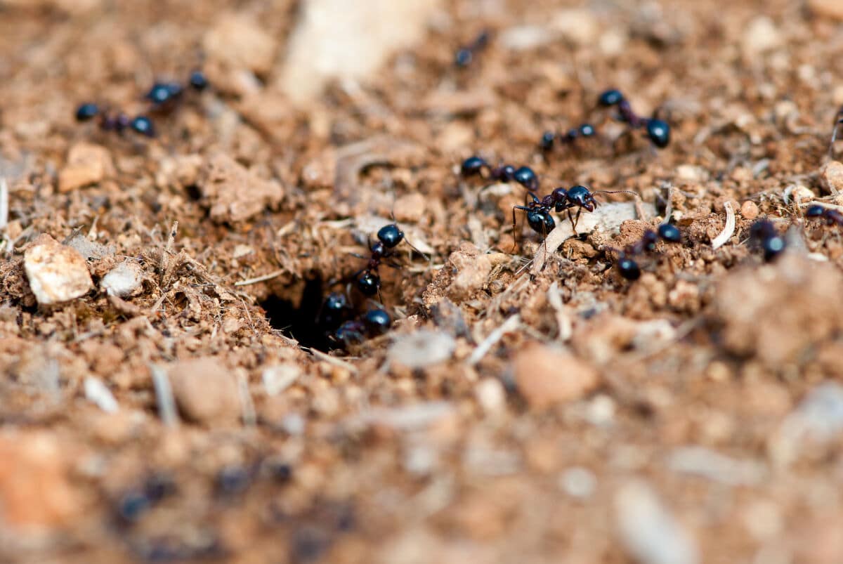 How to Get Rid of Ants in Your Lawn and Yard